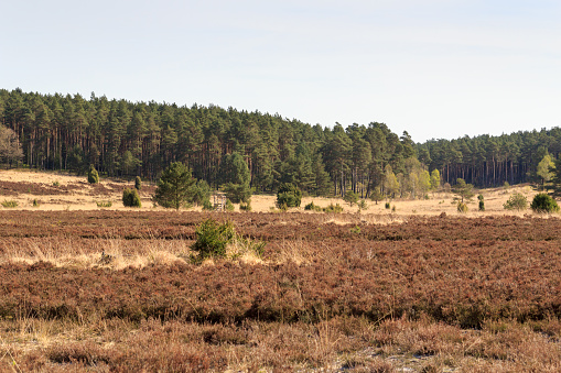 Heathland panorama and trees in Lüneburg Heath near Undeloh and Wilsede, Germany