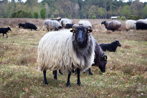 Moorland sheep Heidschnucke in Lüneburg Heath near Undeloh and Wilsede, Germany