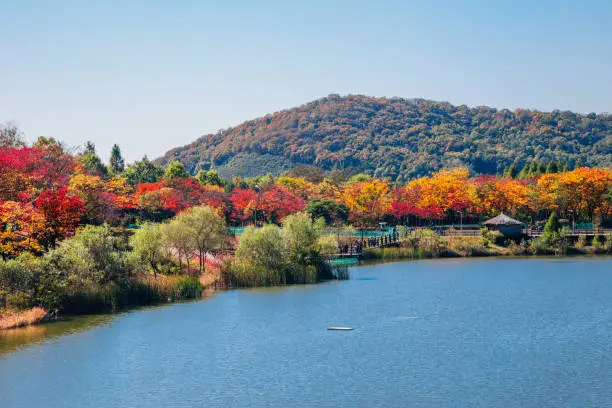Autumn maple and lake at Incheon Grand Park in Korea
