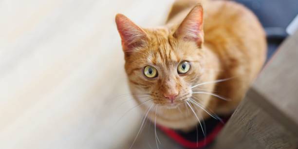 istock Cute ginger cat looking curious above to the camera. 968319546