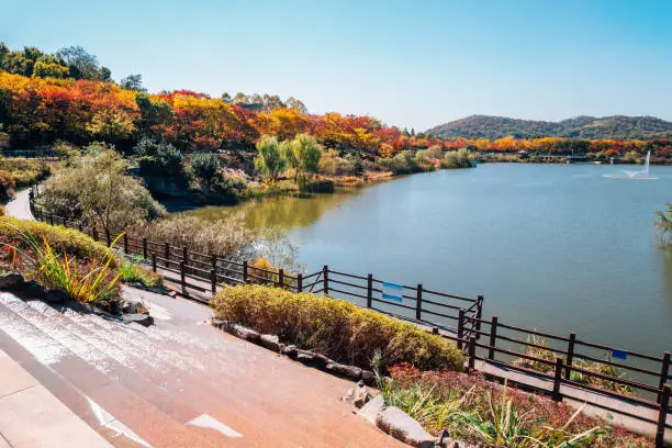 Autumn maple and lake at Incheon Grand Park in Korea