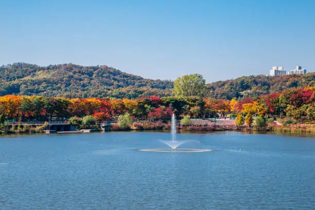 Autumn maple and lake at Incheon Grand Park in Korea