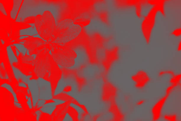 Duotone image gray red blossom in the garden