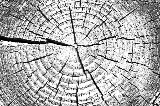 istock Stump with annual rings background black and white. 968325500