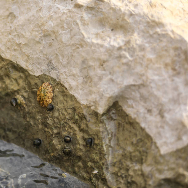 istock sea snails and seashells in sea water on stones 968328742