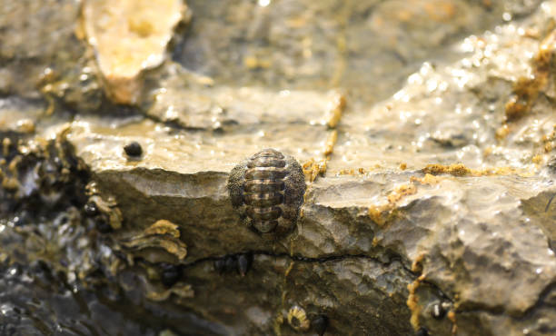 istock sea snails and seashells in sea water on stones 968328908