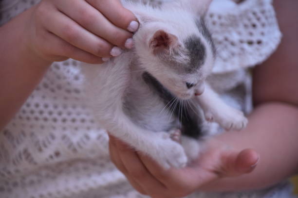 istock Girl petting a kitten 968332110
