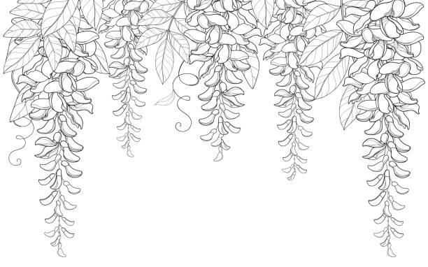 벡터 아치 또는 개요 등나무 또는 후 꽃 무리, 새싹과 잎 검은색 흰색 배경에 고립의 터널. - wisteria stock illustrations