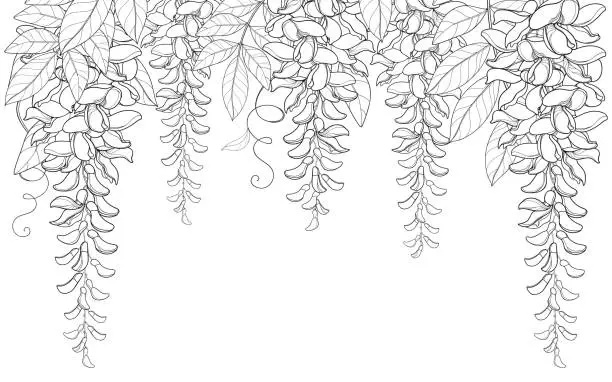 Vector illustration of Vector arch or tunnel of outline Wisteria or Wistaria flower bunch, bud and leaf in black isolated on white background.