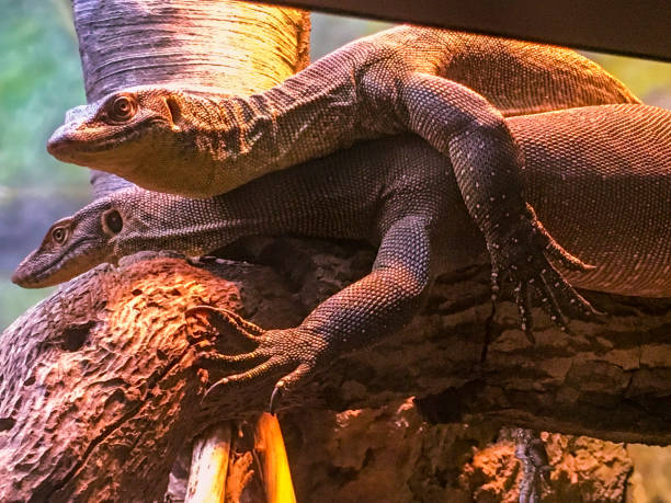 istock Gray's Monitor Lizards 968344152