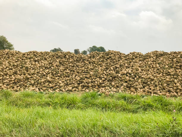 Piles Of Freshly Dug Sugar Beets In A Field