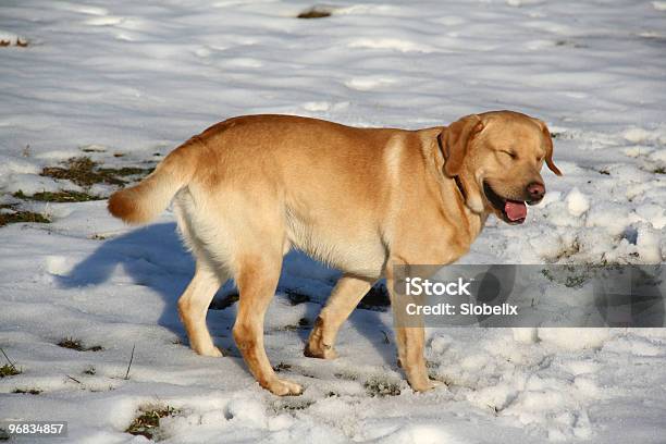 Labrador En Campo Nival Foto de stock y más banco de imágenes de Aire libre - Aire libre, Almohadillas - Pata de animal, Amarillo - Color