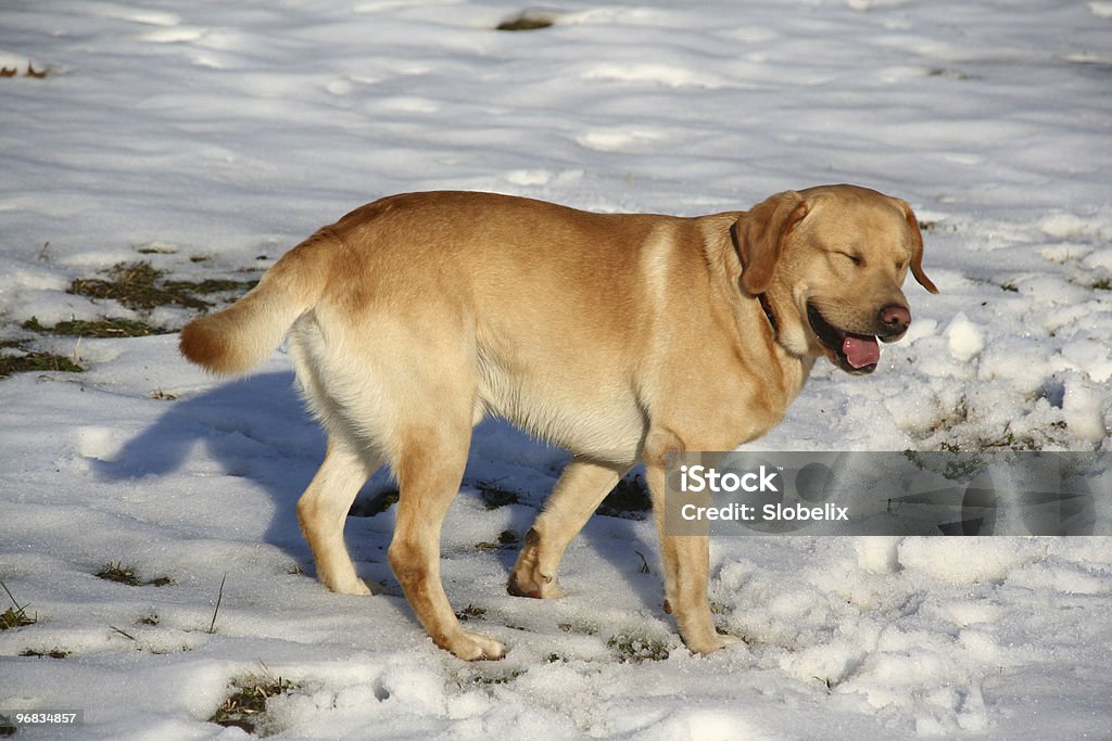 labrador retriever em Campo de neve - Foto de stock de Amarelo royalty-free