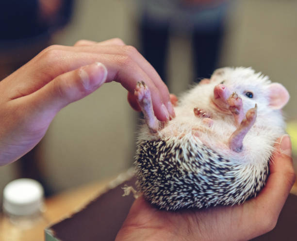 istock Woman holding a hedgehog 968353676
