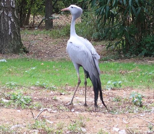istock Blue crane (Grus paradisea), also known as the Stanley crane and the paradise crane 968356340