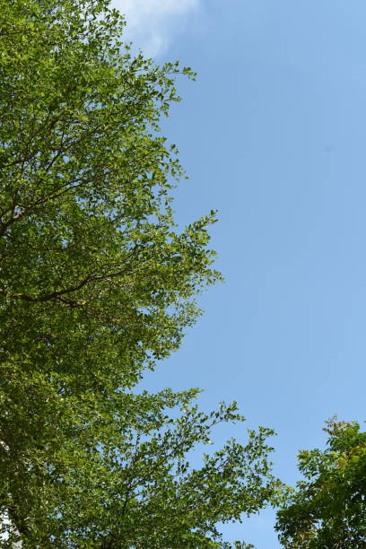 istock Summer - Tree canopies and the blue sky (portrait) 968359556