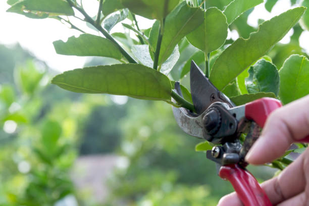 istock Gardener pruning trees with pruning shears on nature background. 968359762