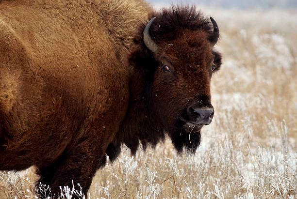 Bison gaze stock photo