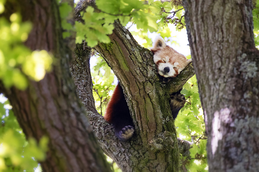 Cute Red Panda, Ailurus fulgens, sleep in a tree. This tree dwelling creature is an endangered species and is indigenous to the eastern Himalayas and southwestern China.