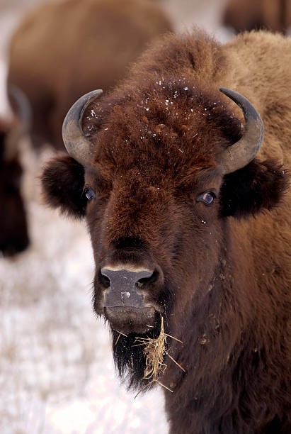 Bison and snow stock photo