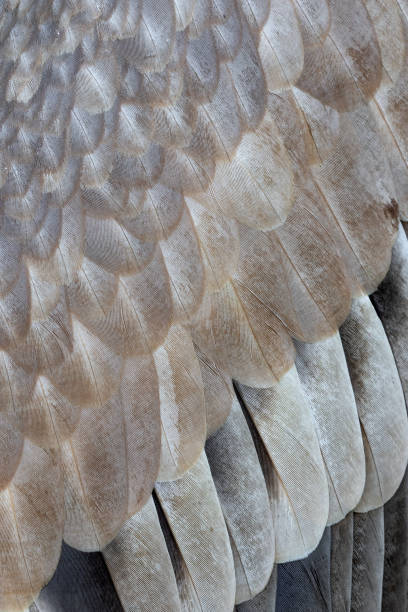 istock Close-up of the feathers from a griffon vulture (Gyps fulvus) 968363234