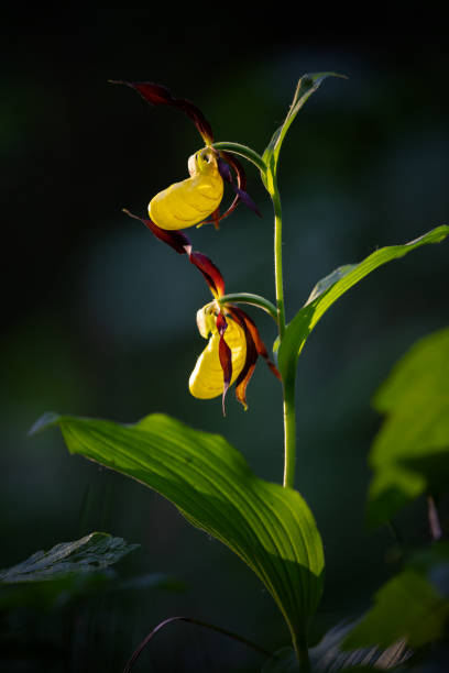 Close shot of a lady's-slipper orchid (Cypripedium calceolus) in a forest