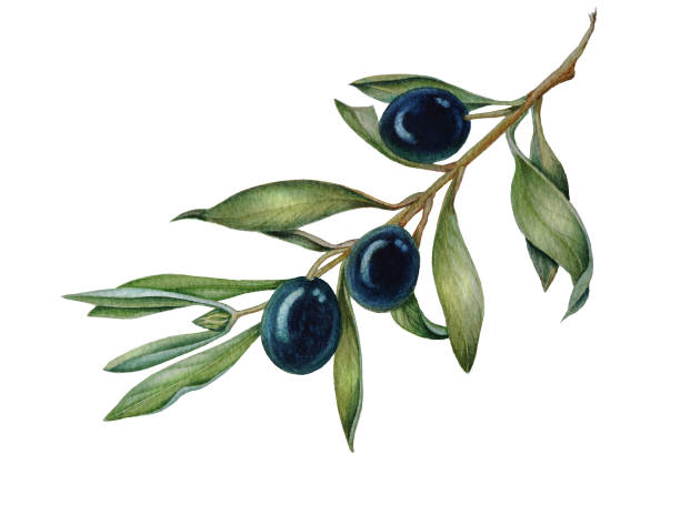 istock Watercolor olive oliva branch with olives isolated 968363554