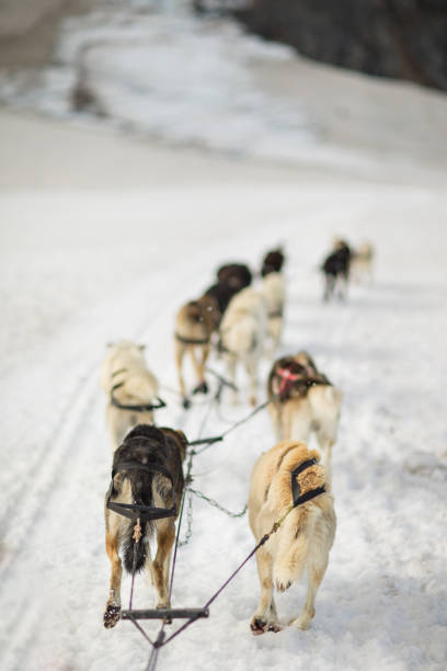 dog sledding in alaska snow mountain, usa