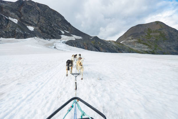 istock dog sledding in alaska snow mountain, usa 968363804