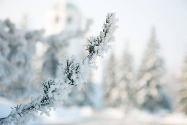 istock Snow-cowered fir branches. Winter blur background. Frost tree. 968363832