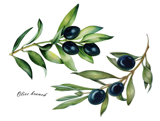 istock Watercolor set of oliva branch with olives isolated 968372172