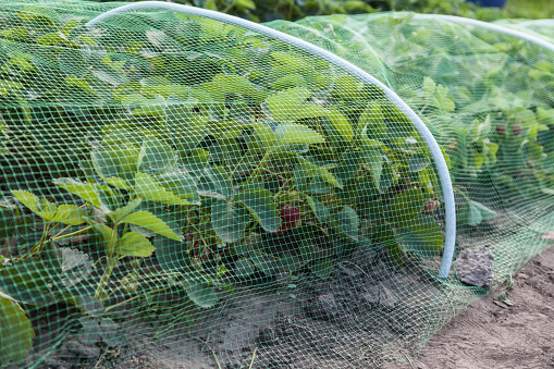 Strawberries bed covered with protective mesh from birds, protection of strawberry harvest in the garden