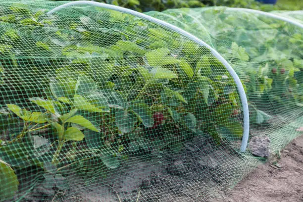 Photo of Strawberries bed covered with protective mesh from birds