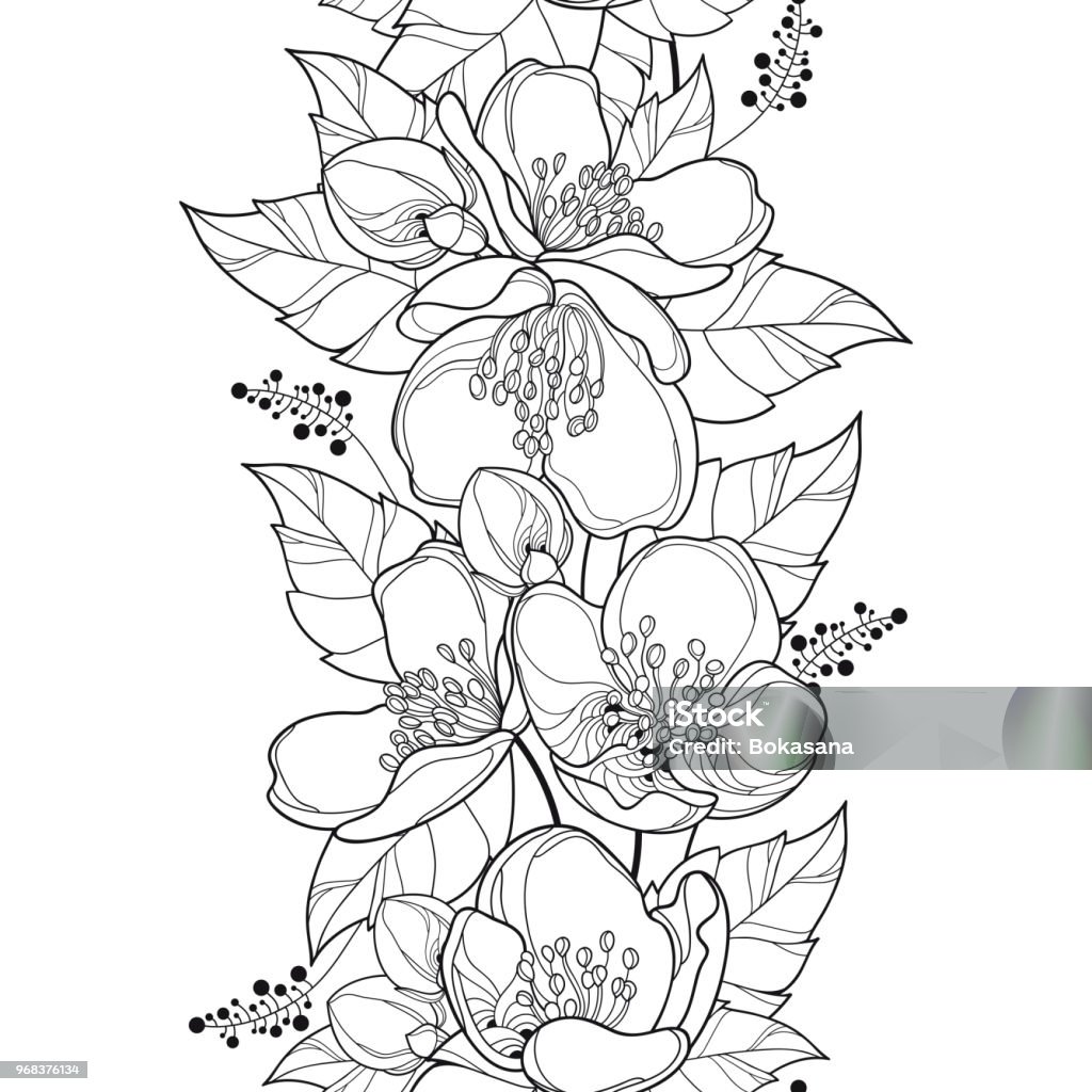 Vector seamless pattern with outline Jasmine flower bunch, bud and ornate leaf in black on the white background. Vector seamless pattern with outline Jasmine flower bunch, bud and ornate leaf in black on the white background. Vertical border with contour jasmin flowers for summer design or coloring book. Jasmine stock vector