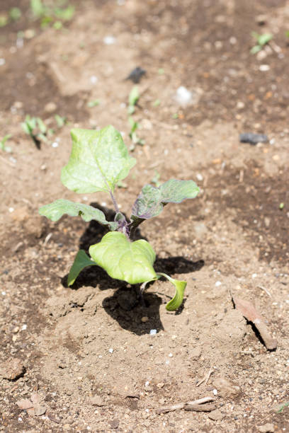 istock Young plant of eggplants on farm 968376180