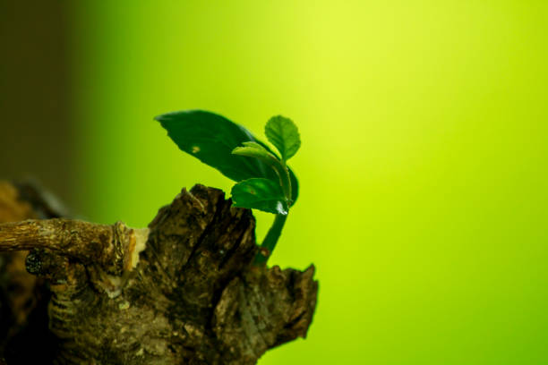 istock Leaves of the tree 968376662