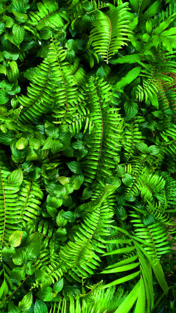 istock Vertical garden with tropical green leaf, contrast 968376912