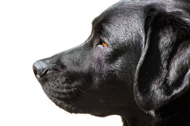 Sjors, Labrador Retriever pup is posing for the camera