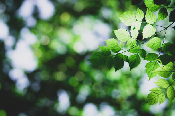 istock Closeup nature view of dark green leaf 968384314