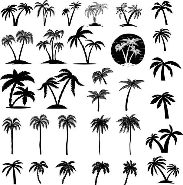 ilustraciones, imágenes clip art, dibujos animados e iconos de stock de conjunto de ilustraciones de árbol de palma. diseño de elemento de etiqueta, emblema, signo, cartel, tarjeta, banner. - hawaii islands illustrations