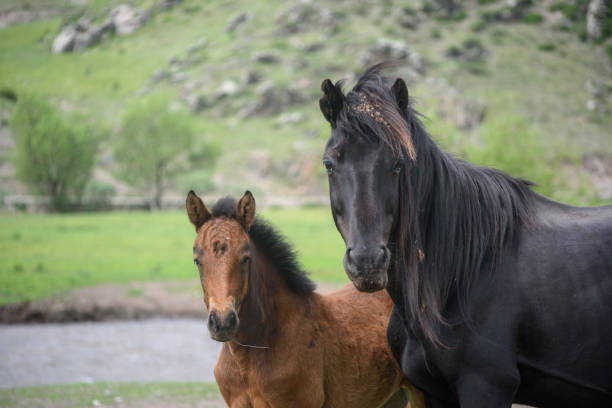 istock The foal grazes on a meadow. 968393916