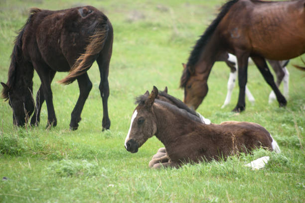 istock The foal grazes on a meadow. 968393930