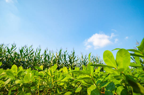 istock The vitality of plants 968394094