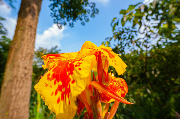 canna flower close-up