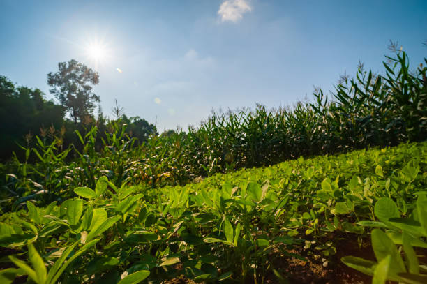 istock The vitality of plants 968394494