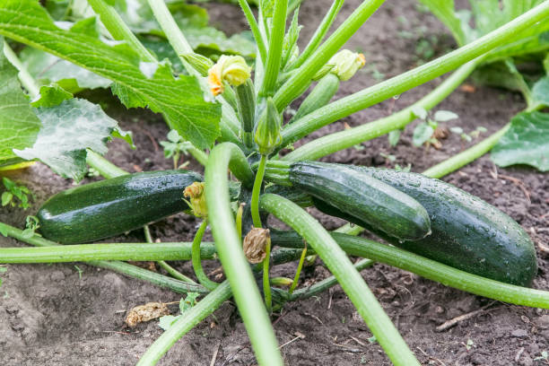 istock Green zucchini growing in garden 968394636