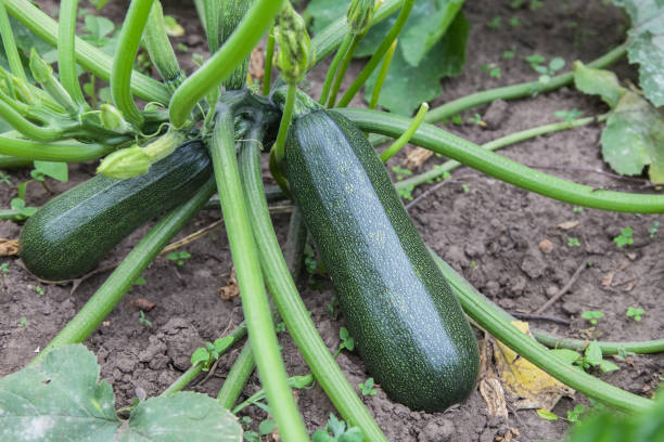 istock Green zucchini growing in garden 968394730