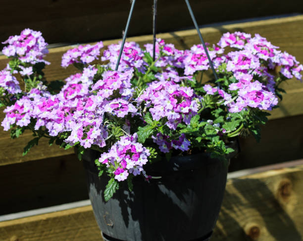istock Sea heart flower (garden verbena) in garden 968397608