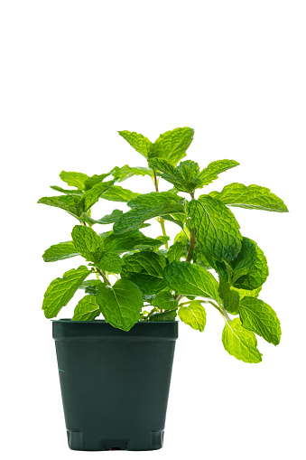 Growing Mint Isolated on White. Selective focus.