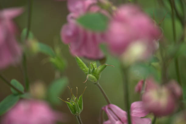 istock Seeds of aquilegia 968402914
